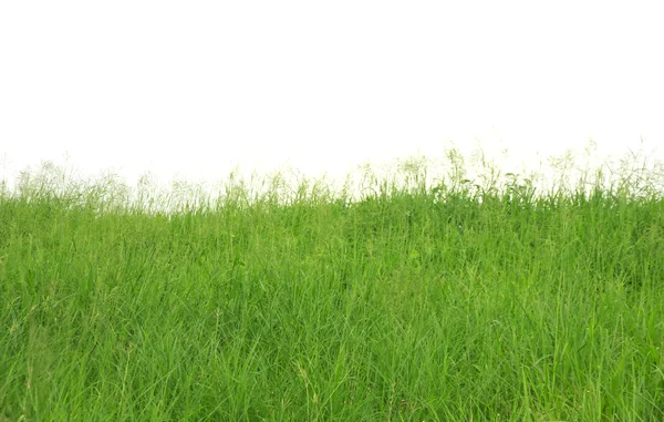 Stock Photo Green meadow — Stock Photo, Image