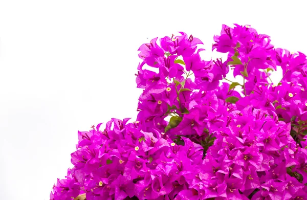 Pień brsnch zdjęcie kwiatów bugenwilli — Zdjęcie stockowe
