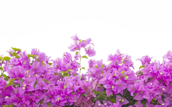 Stock photo brsnch von bougainvillea blumen — Stockfoto