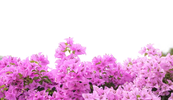 Stock Photo brsnch de fleurs de bougainvilliers — Photo