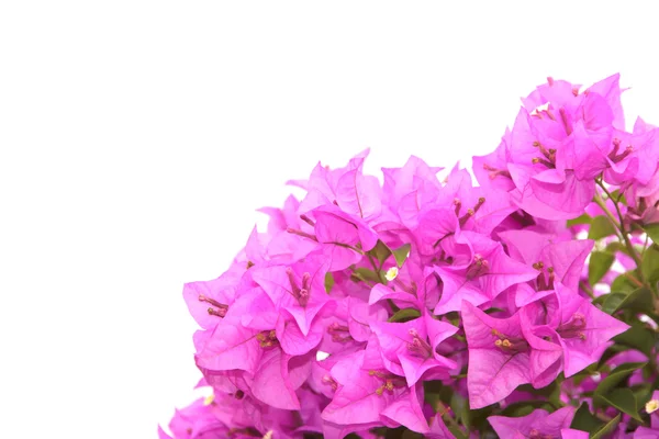 Voorraad foto brsnch van bougainvillea bloemen — Stockfoto