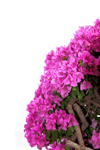 Stock photo brsnch von bougainvillea blumen — Stockfoto