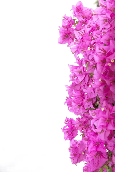 Stock Photo brsnch of bougainvillea flowers — Stock Photo, Image