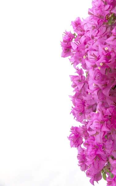 Pień brsnch zdjęcie kwiatów bugenwilli — Zdjęcie stockowe