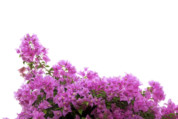 Stock Foto brsnch de flores de buganvília — Fotografia de Stock