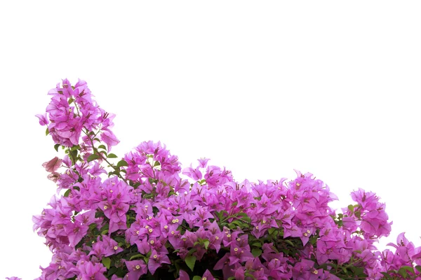 Stock photo brsnch von bougainvillea blumen — Stockfoto