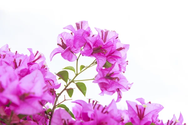 Voorraad foto brsnch van bougainvillea bloemen — Stockfoto