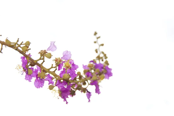 Stock Photo Lagerstroemia isolata sul bianco — Foto Stock