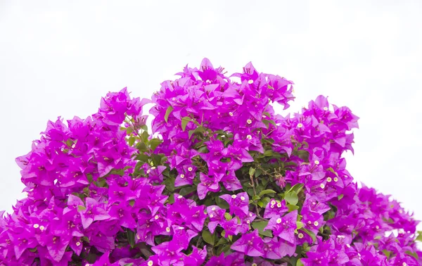 Foto d'archivio brsnch di fiori bougainvillea — Foto Stock