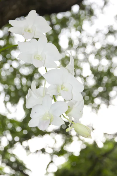 Foto d'archivio White phalaenopsis su sfondo verde Bokeh — Foto Stock