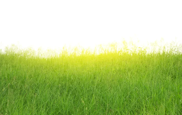 Stok fotoğraf üzerinde beyaz zemin üzerine yeşil yaprak yeşil tırtıl kapat — Stok fotoğraf