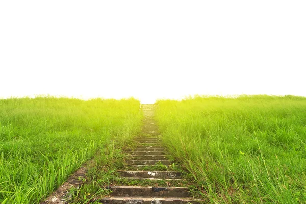 股票照片关闭了绿色的毛虫在白色背景上的绿色叶子上 — 图库照片