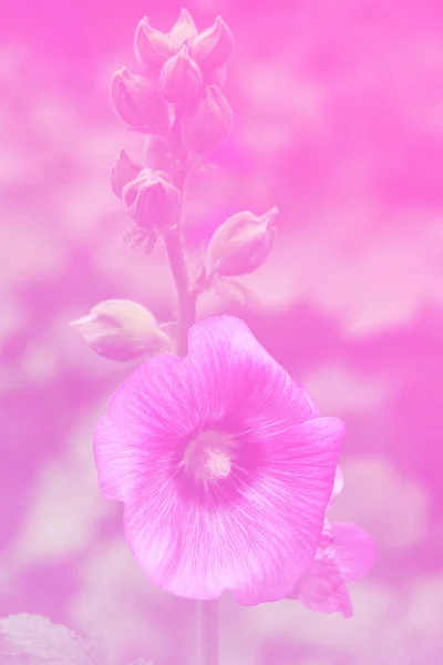 Zdjęcie - kwiat — Zdjęcie stockowe