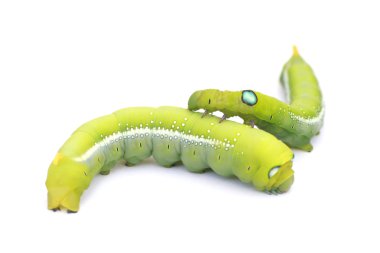 Stok Fotoğrafı Yeşil Tırtıl beyaz arka planda yeşil yaprak üzerinde