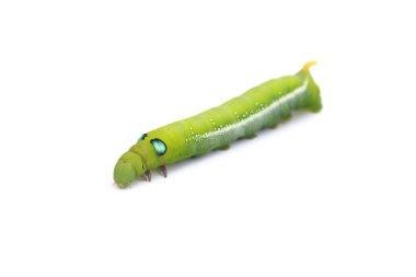 Stok Fotoğrafı Yeşil Tırtıl beyaz arka planda yeşil yaprak üzerinde