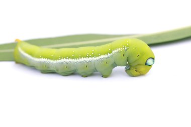 Stok Fotoğrafı Yeşil Tırtıl beyaz arka planda yeşil yaprak üzerinde