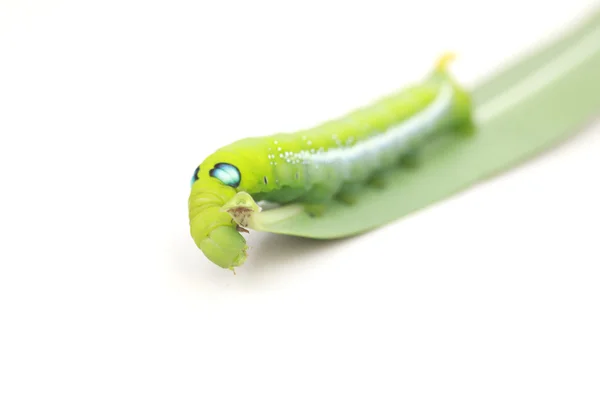 Foto de stock cerrar oruga verde sobre hoja verde sobre fondo blanco — Foto de Stock