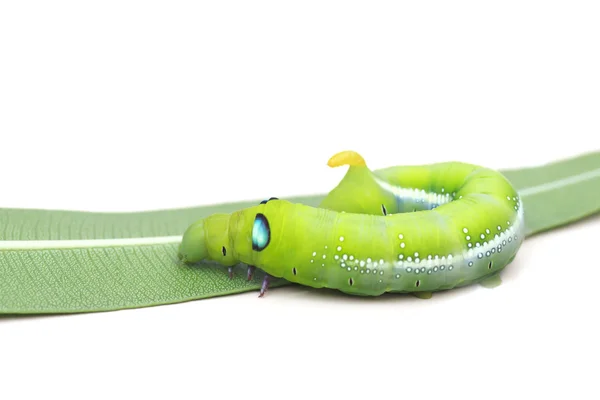 Foto stock close up verde Caterpillar em folha verde sobre fundo branco — Fotografia de Stock