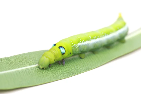 Stock Photo close up green Caterpillar on green leaf on white background — Stock Photo, Image