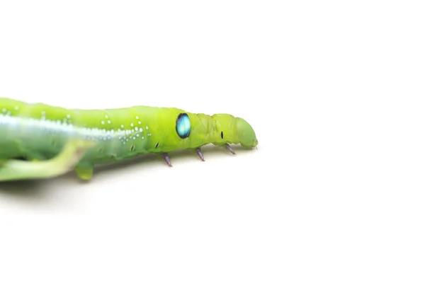 Stock Photo close up green Caterpillar on green leaf on white background — Stock Photo, Image