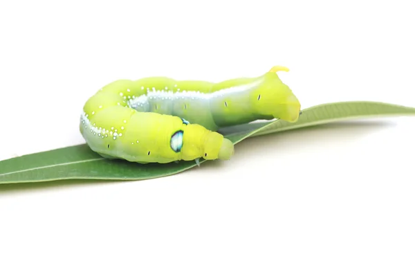 Foto stock close up verde Caterpillar em folha verde sobre fundo branco — Fotografia de Stock