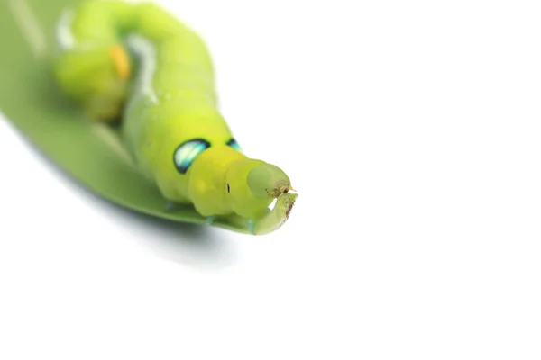 Stock Photo close up green Caterpillar on green leaf on white background — Stock Photo, Image