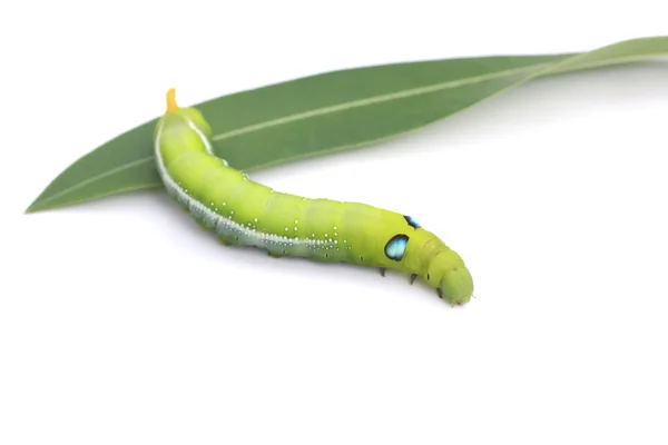 Foto stock close up verde Caterpillar em folha verde sobre fundo branco — Fotografia de Stock