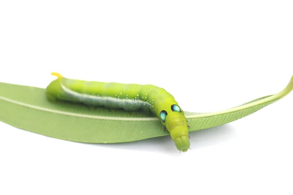 Фото крупным планом зеленый Caterpillar на зеленом листе на белом фоне — стоковое фото