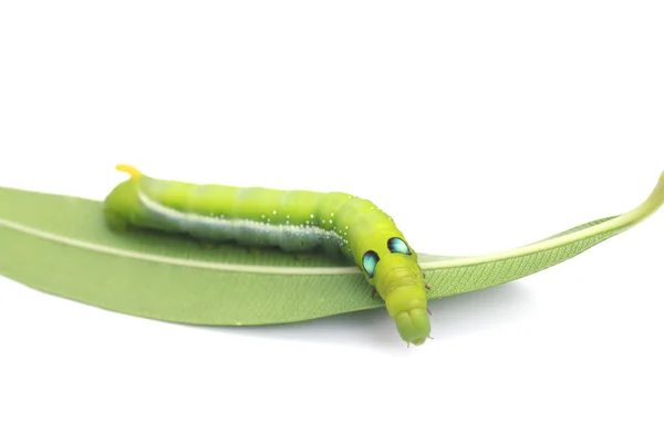 Stock Photo close up green Caterpillar on green leaf on white background — Stock Photo, Image