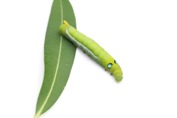 Stock Photo Green Caterpillar on green leaf on white background — Stock Photo, Image