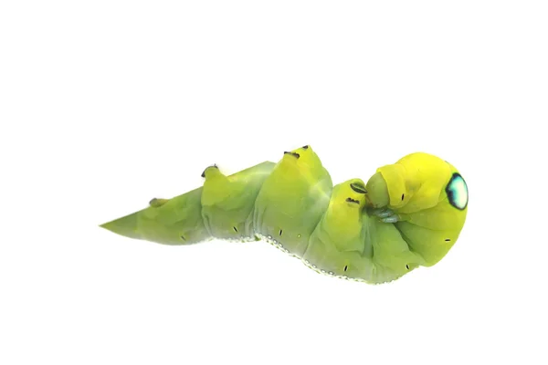 Foto stock Green Caterpillar em folha verde sobre fundo branco — Fotografia de Stock