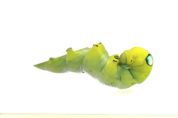 Stock Photo Green Caterpillar på grönt blad på vit bakgrund — Stockfoto