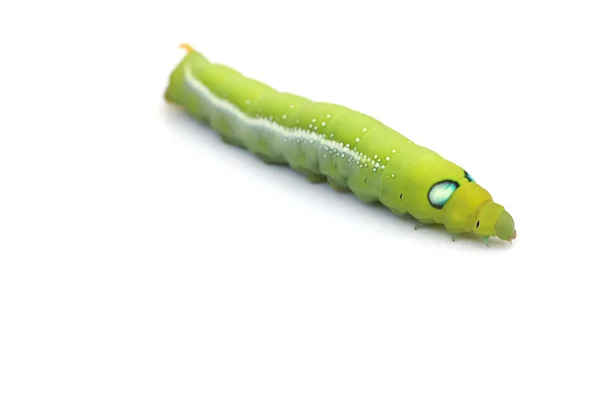 Foto stock Green Caterpillar em folha verde sobre fundo branco — Fotografia de Stock