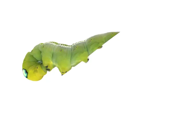 Stock Fotka Green Caterpillar on green leaf on white background — Stock fotografie