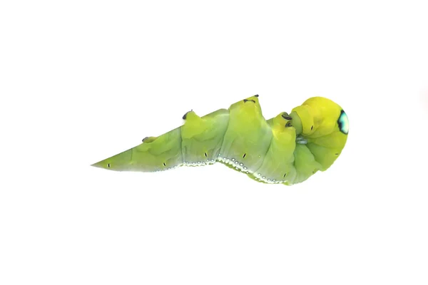 Foto stock Green Caterpillar em folha verde sobre fundo branco — Fotografia de Stock