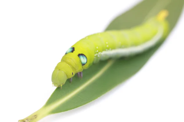 Stock Fotka Green Caterpillar on green leaf on white background — Stock fotografie