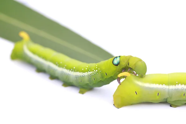 Stock Photo Green Caterpillar on green leaf on white background — Stock Photo, Image