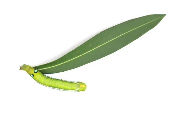 Foto stock Green Caterpillar em folha verde sobre fundo branco — Fotografia de Stock