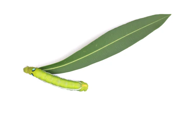Fotografia Zielona Gąsienica na zielonym liściu na białym tle — Zdjęcie stockowe
