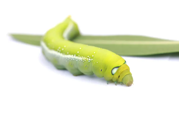 Στοκ Photo Green Caterpillar σε πράσινο φύλλο σε λευκό φόντο — Φωτογραφία Αρχείου