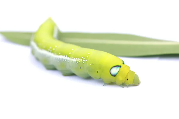 Foto stock Green Caterpillar em folha verde sobre fundo branco — Fotografia de Stock