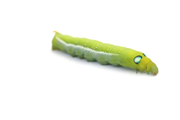 Foto stock Green Caterpillar em folha verde sobre fundo branco — Fotografia de Stock