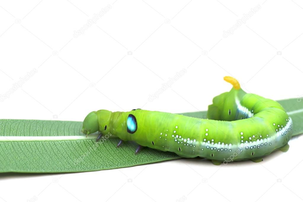 Stock Photo close up green Caterpillar on green leaf on white background