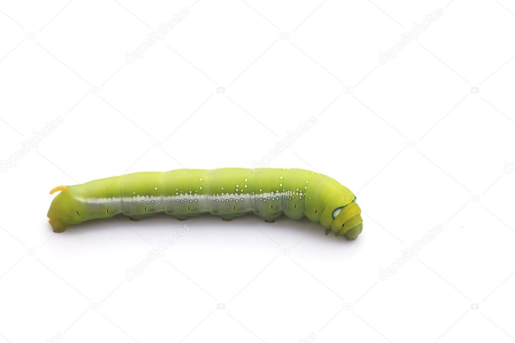 Stock Photo close up green Caterpillar on green leaf on white background