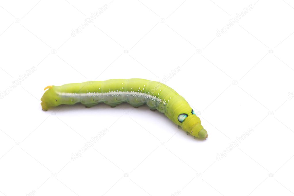 Stock Photo Green Caterpillar on green leaf on white background