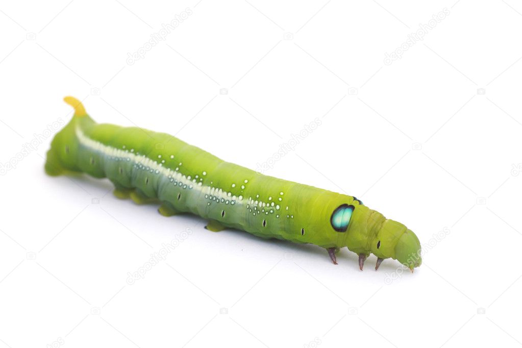 Stock Photo Green Caterpillar on green leaf on white background
