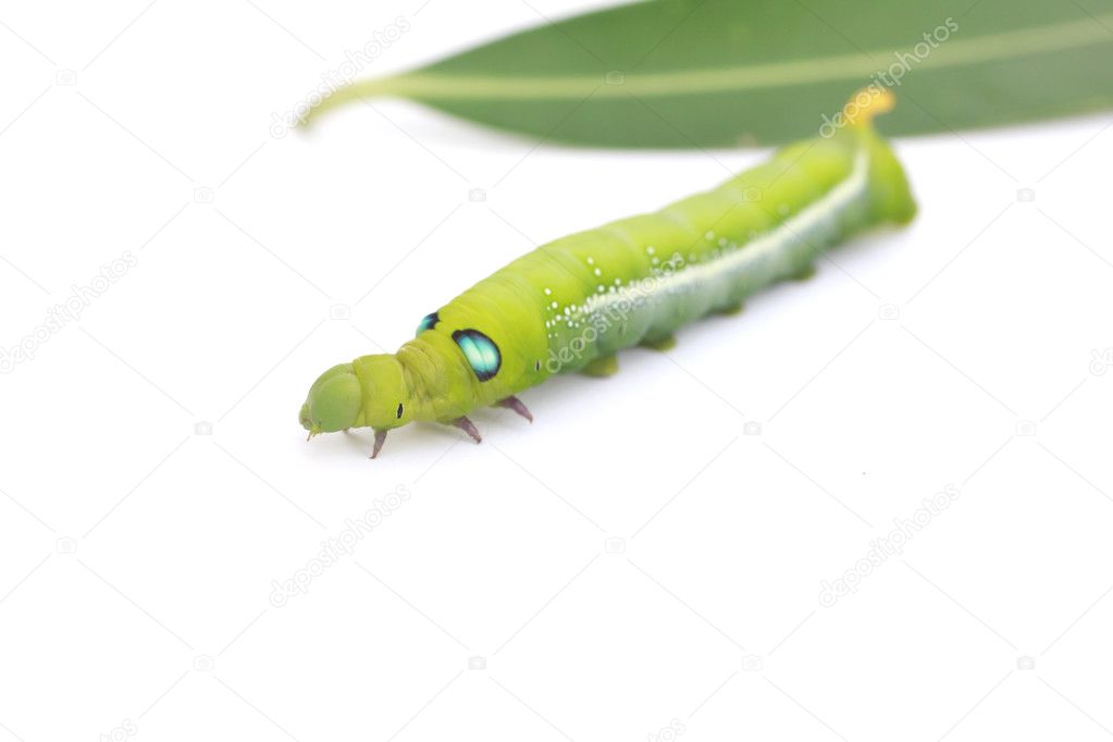 Stock Photo Green Caterpillar on green leaf on white background