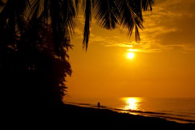 Hisse senedi Photococonut palmiye ağacı siluetleri (gündoğumu) gün batımında. Afiş tasarım arka plan. Tropik cennet arka plan. Palmiye ve okyanus.