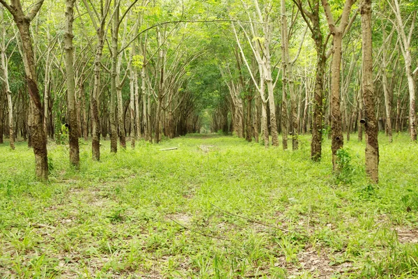 Foto stock Plantação de árvores de borracha no leste da Tailândia — Fotografia de Stock
