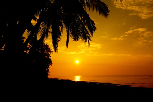 Склад Фото Силуэты кокосовой пальмы на закате (восход солнца). Дизайн баннеров. Тропический райский фон. Пальма и океан . — стоковое фото